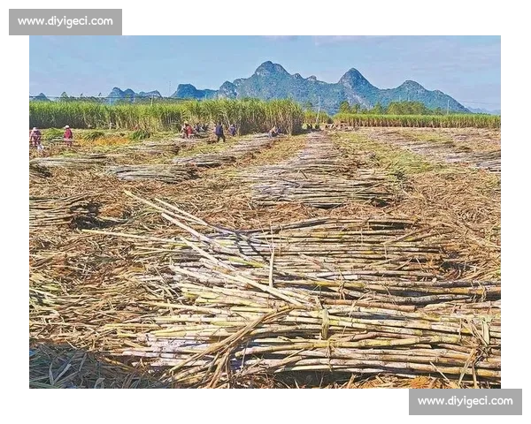 两个农夫比拼甘蔗种植技艺争夺丰收冠军的故事